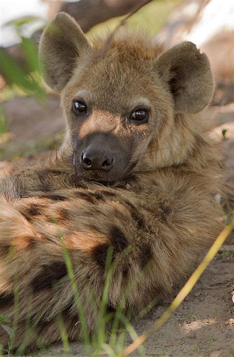17 Best Images About Hyaenas On Pinterest Kruger