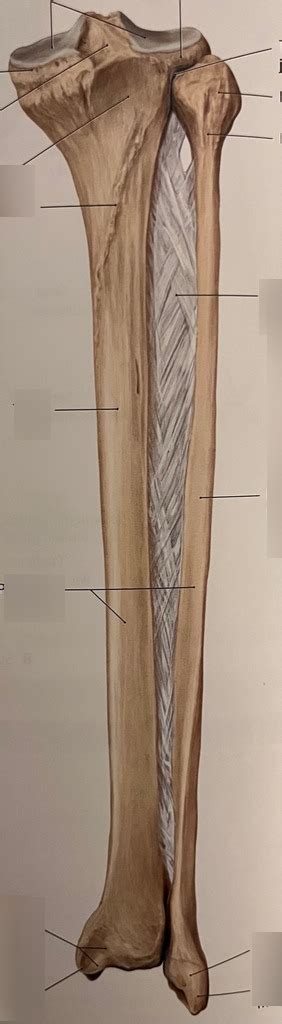Tibia And Fibula Posterior View Diagram Quizlet