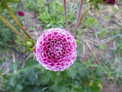 Photo Of The Bloom Of Pompon Dahlia Dahlia Chick A Dee Posted By