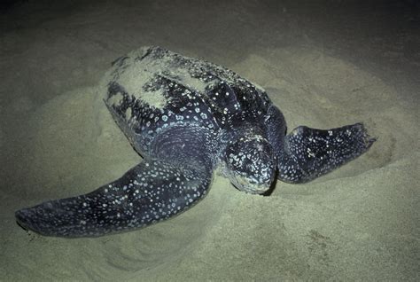 The 7 Species Of Sea Turtles