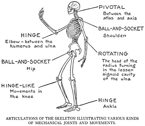 The longest bone in the human body is the femur, which is also called the thigh bone. practicalartanat00lutz_0019