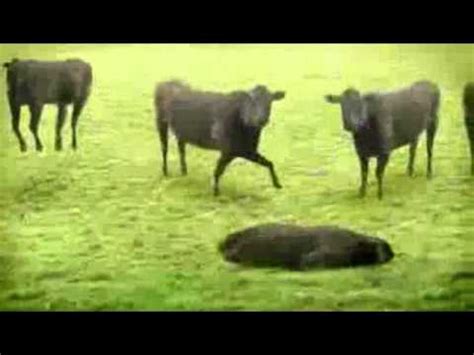 Sapi adalah hewan yang memiliki simbol. animasi sapi - YouTube