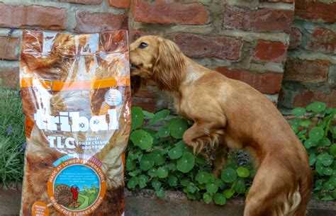 Free home delivery of tlc all natural dog food. Cool Dogs Eat Cold Pressed - Tribal TLC Dog Food review ...