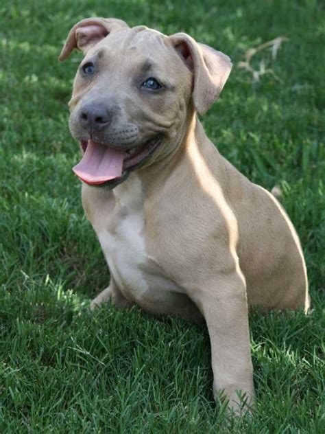 Blue Fawn Pitbull Puppies 2 Adorable Blue Nose Fawn Pitbull Puppies