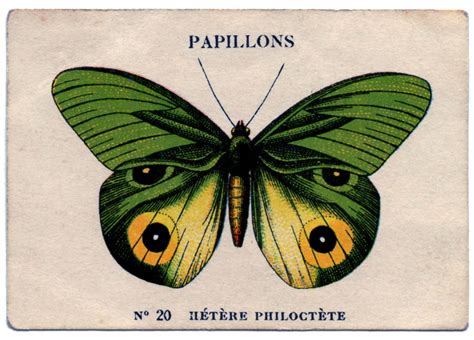 Vintage Image French Butterfly 2 The Graphics Fairy