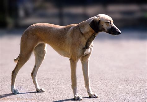 Dog Saluki Lurcher Standing Photo Wp04012