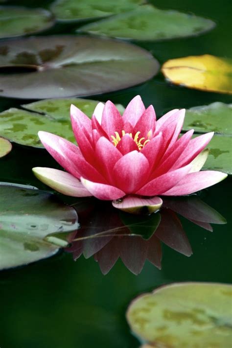 Water lily — noun an aquatic plant of the family nymphaeaceae • hypernyms: A pink and white water lily in our little pond. | Tattoo ...