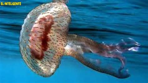 9 Datos Sobre Las Medusas Uno De Los Animales Mas Curiosos Del Mar