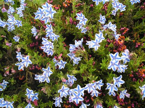 Lithodora Diffusa Star Grémil Star Plants Garden Flowers