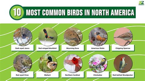 The 10 Most Common Birds In North America A Z Animals