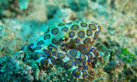 What Do Blue Ringed Octopus Eat Blue Ringed Octopus Facts