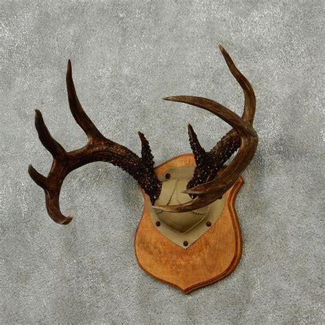 Whitetail Deer Antlers For Sale 12980 The Taxidermy Store