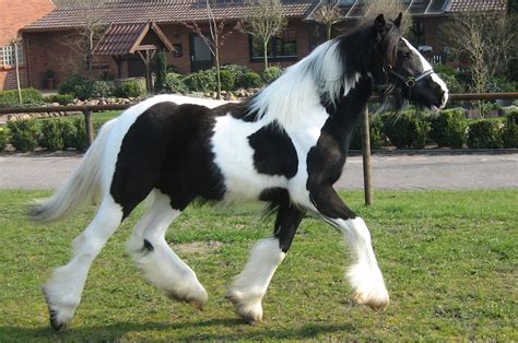 Gypsy Vanner Horse Wallpapers Wallpaper Cave