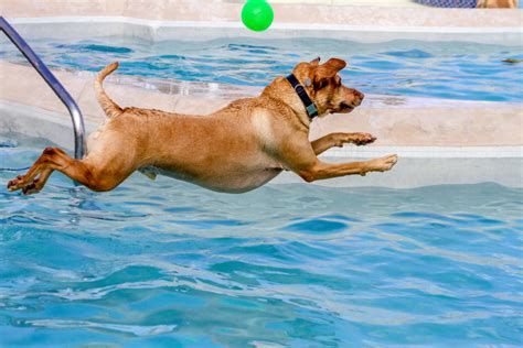 Tips For Teaching Your Dog To Swim Expert Advice For Dog Owners
