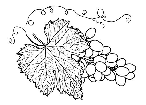 Gambar Gambar Mewarnai Buah Anggur Pohon Rebanas Hitam Putih Di Rebanas