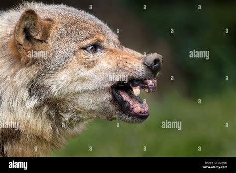 Snarling Grey Wolf Stock Photo Alamy