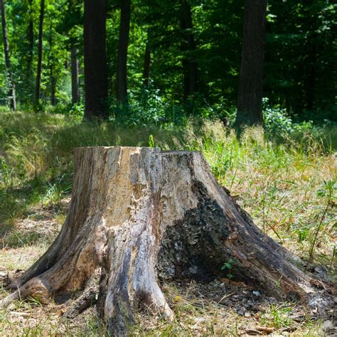 The Stump Of A Sawn Tree In The Summer Forest Stock Photo Image Of