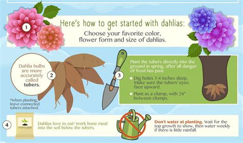 Planting Dahlias Perfectly An Infographic Easy To Grow Bulbs