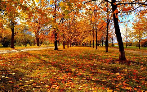 Hd Autumn Park Leaves Sunset Wallpaper Download Free 143729