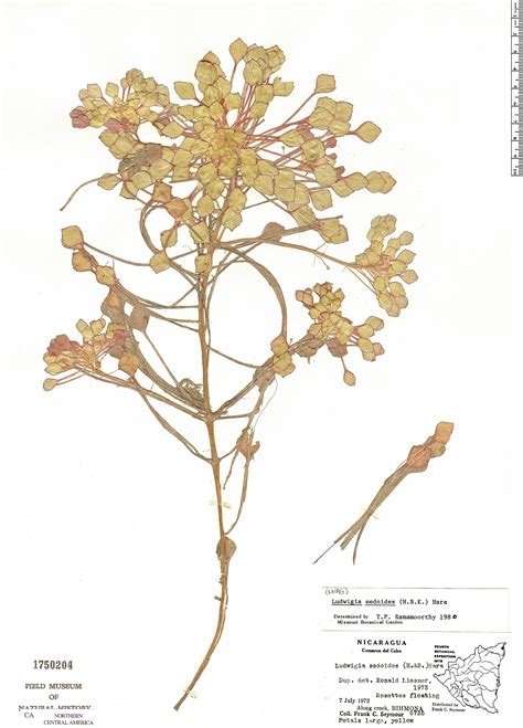 Ludwigia Sedoides Rapid Reference The Field Museum
