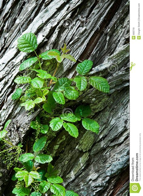 Poison Oak Stock Image Image Of Hike Danger Keywords 693719