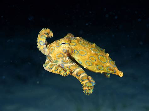 Cute But Deadly 7 Facts About The Blue Ringed Octopus