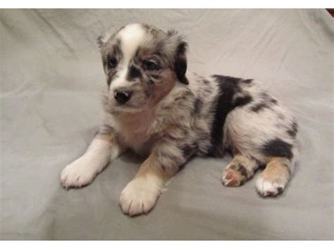 Saddle brook farm is the best place to buy a pup. Supportive Toy Australian Shepherd puppies for sale ...