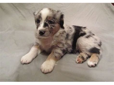 Beautiful litter of miniature australian shepherd puppies. Supportive Toy Australian Shepherd puppies for sale ...