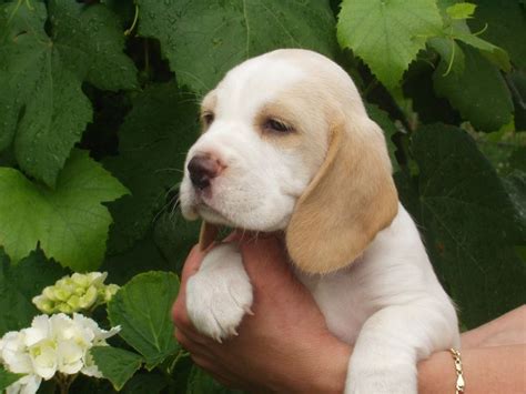 A wide variety of puppy beagle options are available to you, such as material, use, and theme. Lemon beagle puppy | Beagles | Pinterest