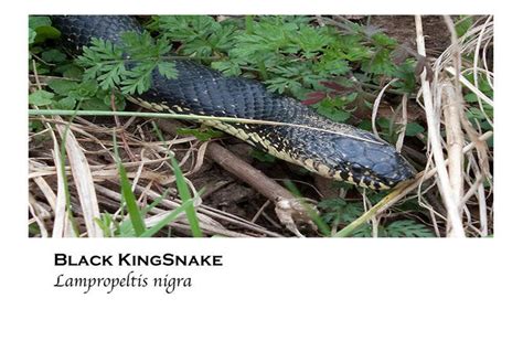 As its name suggests, this snake is mainly black in color, with a black dorsal side, a gray belly, and a white chin. 50 snakes you might come across in Alabama - al.com