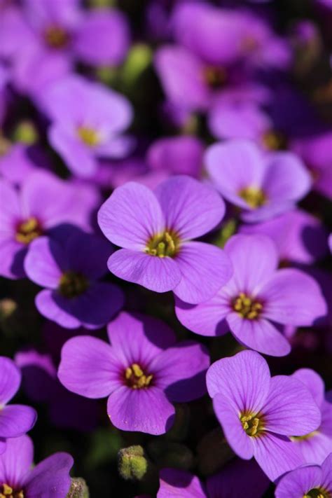 Free Images Blossom Flower Purple Petal Bloom Botany Flora