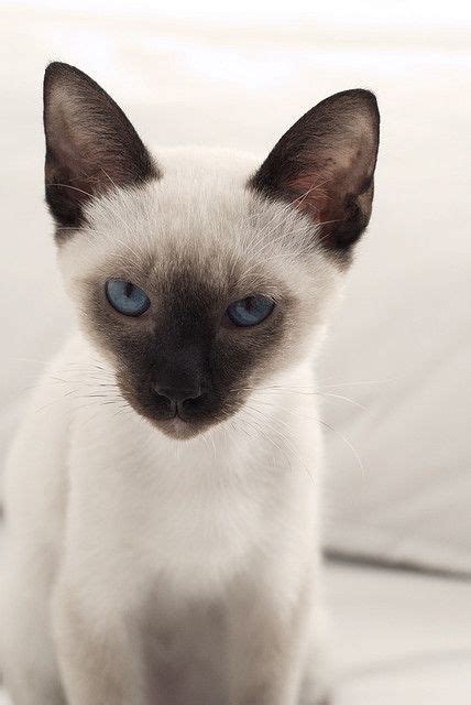 5 Things You Didnt Know About Siamese Cats Siamese Cats Blue Point