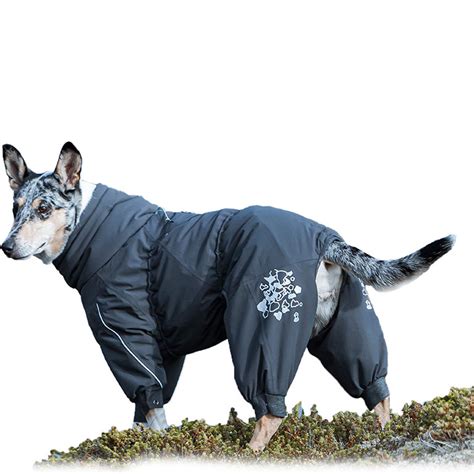 Buying Guide Best Dog Winter Clothes 20202021