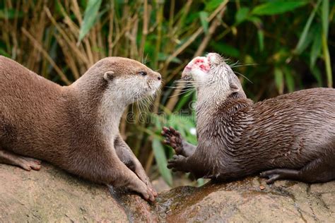 Asian Short Clawed Otters Stock Photo Image Of Mammal 107817226