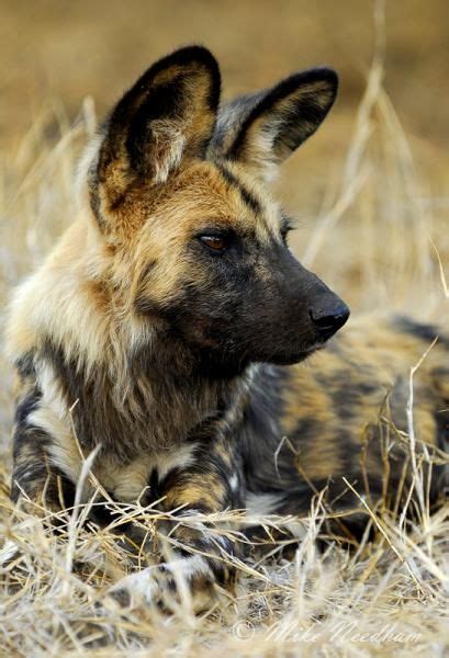 African Hunting Dog African Wild Dog Hunting Dogs South African