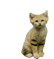 The best gifs of popcats on the gifer website. Doja Cat GIFs | Tenor