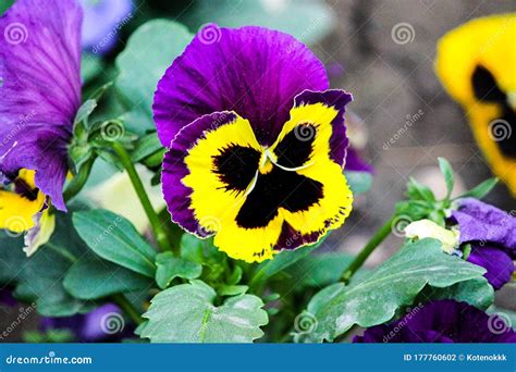 One Blooming Violet Flower With Yellow Blooms Macro Photo Stock Photo