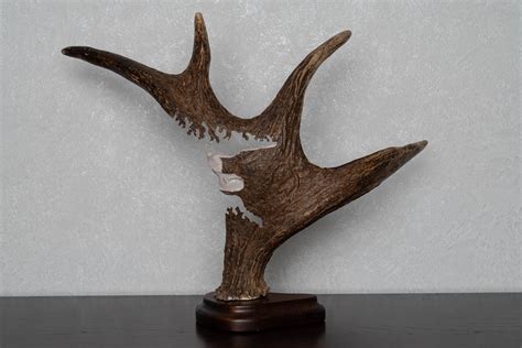 Moose Taxidermy Carved Antler Mount Antlers Carving Horn For Sale
