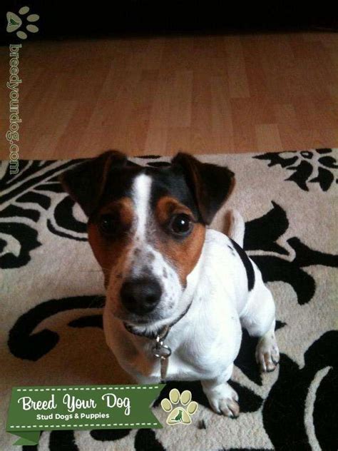 stud dog black white  tan jack russell terrier breed  dog