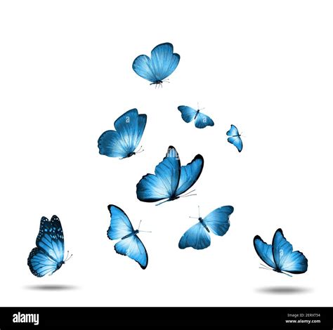 Set Of Blue Flying Butterflies Isolated On A White Background Stock