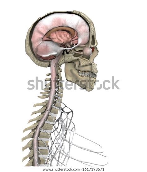 Cross Section Human Brain Spinal Cord Stock Illustration 1617198571