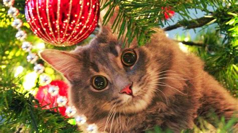 Cats Love Christmas Trees Compilation New Youtube