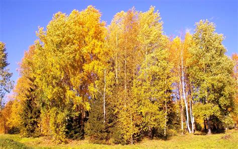 Осенний березовый лес обои для рабочего стола картинки фото