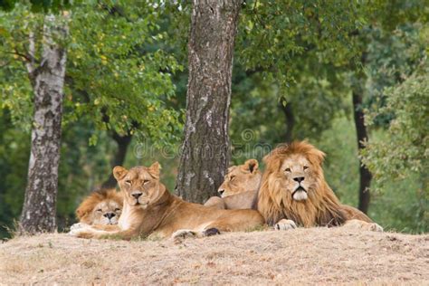 Lions Resting Under A Tree Royalty Free Stock Photo Image 26044205