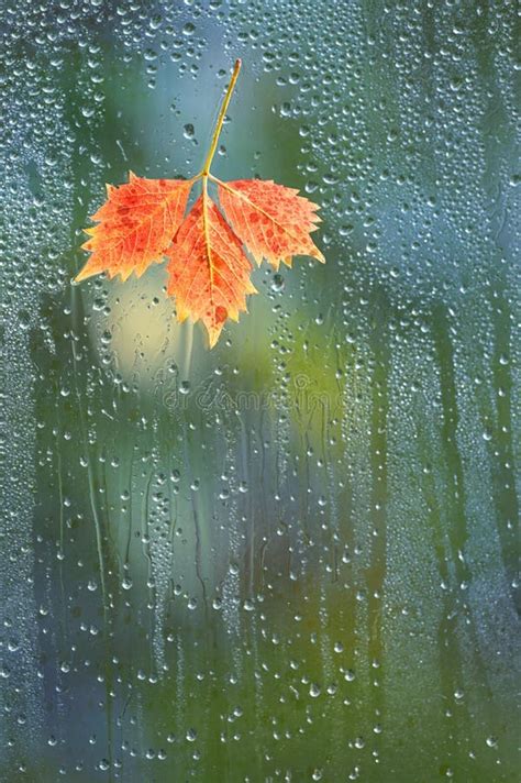 Autumn Rainy Window With Hot Tea Stock Photo Image Of Cozy Time