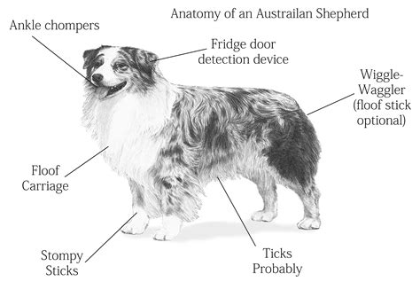 Anatomy Of An Australian Shepherd Oc Rwigglebutts