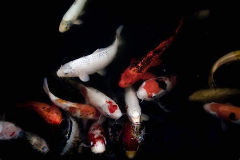 How Big Do Koi Fish Get And How Fast Do They Grow