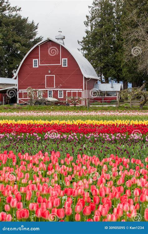Colorful Tulip Field And Farmer Barn Stock Image Image Of Harvest