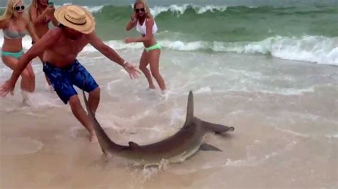 Swimmers Panic As A Shark Swims Up To The Beach Shore Shark Sighting June 2017 Youtube