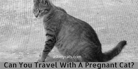 Can You Travel With A Pregnant Cat Is It Safe